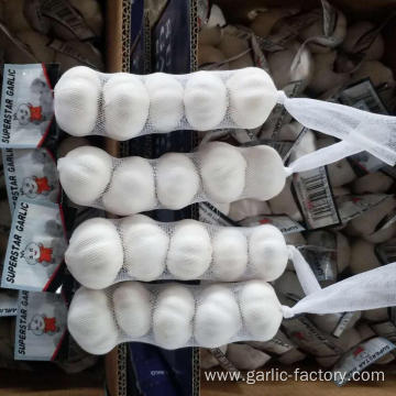 NEW Fresh Jin xiang 5p Garlic